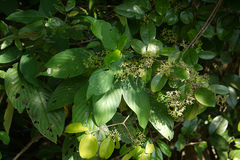 Loeseneriella ovata